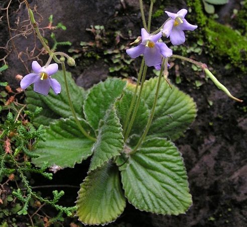 Boea hygrometrica rehidratada Boea hygrometrica rehidratada