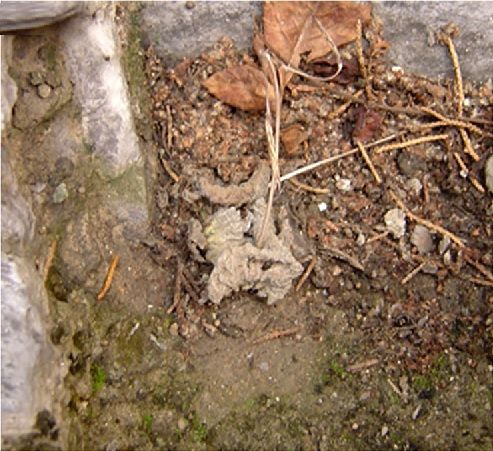 Boea hygrometrica seca Boea hygrometrica seca