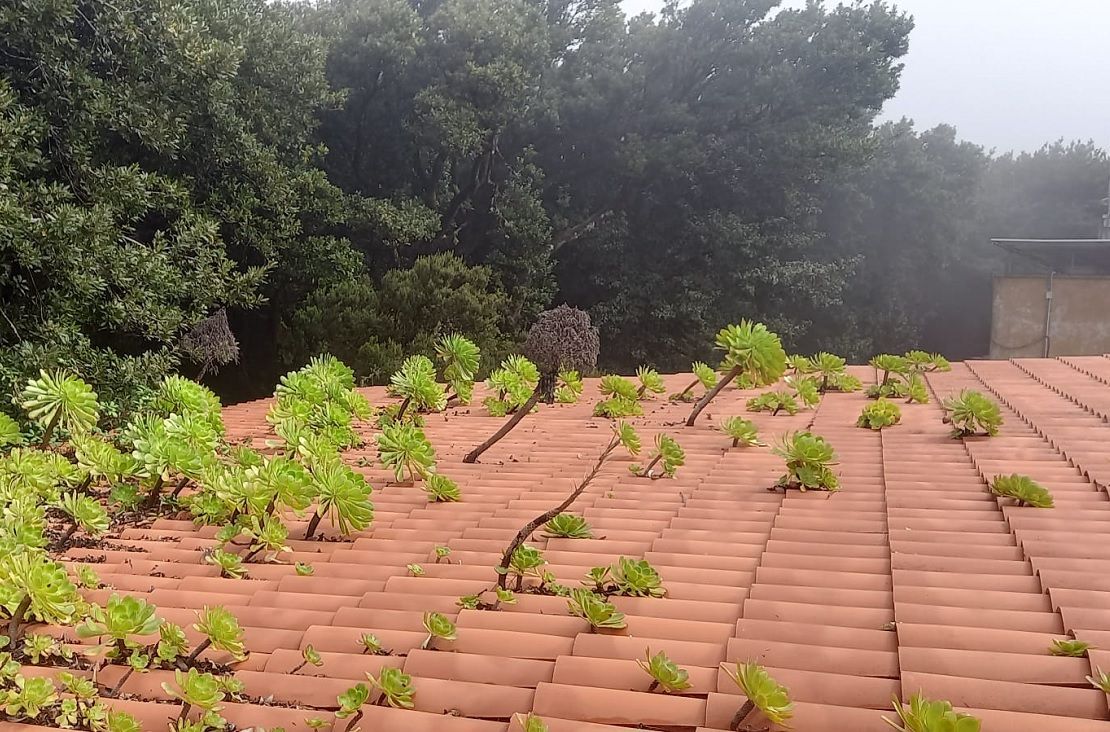 plantas en tejado